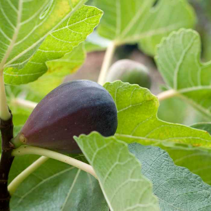 Fig Tree (Black Spanish)