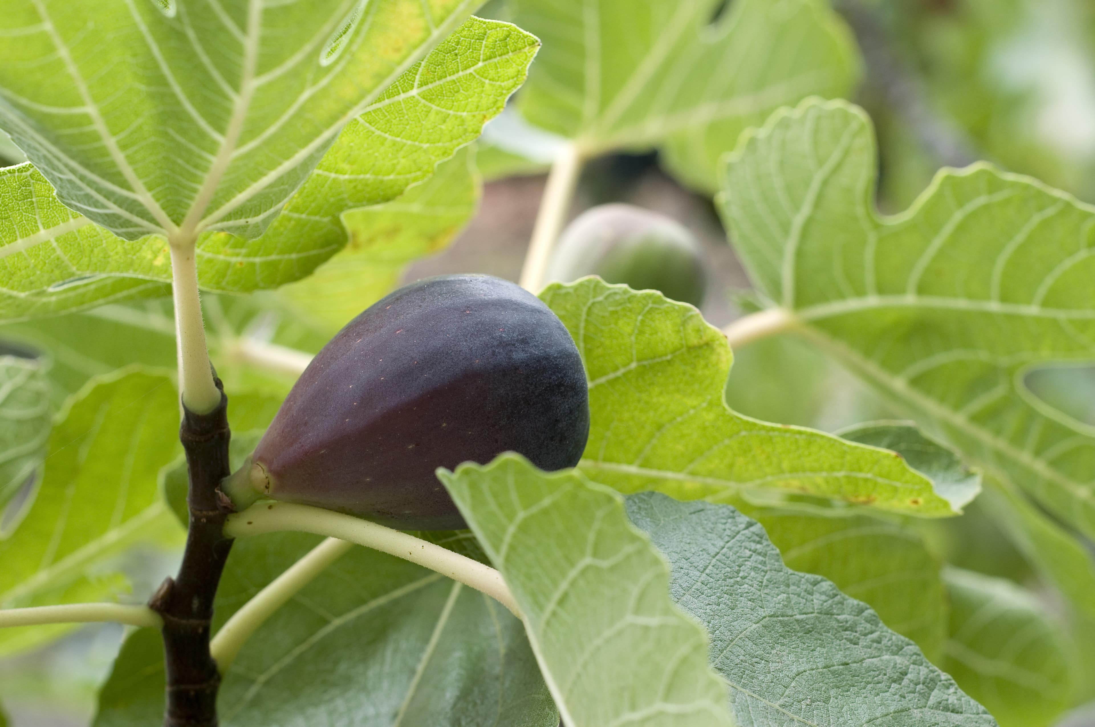 Fig Tree (Black Spanish)