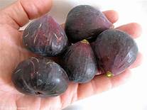 Fig Tree (Blava Campanera)