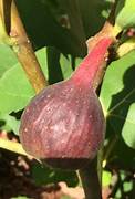 Fig Tree (Bryant Dark)