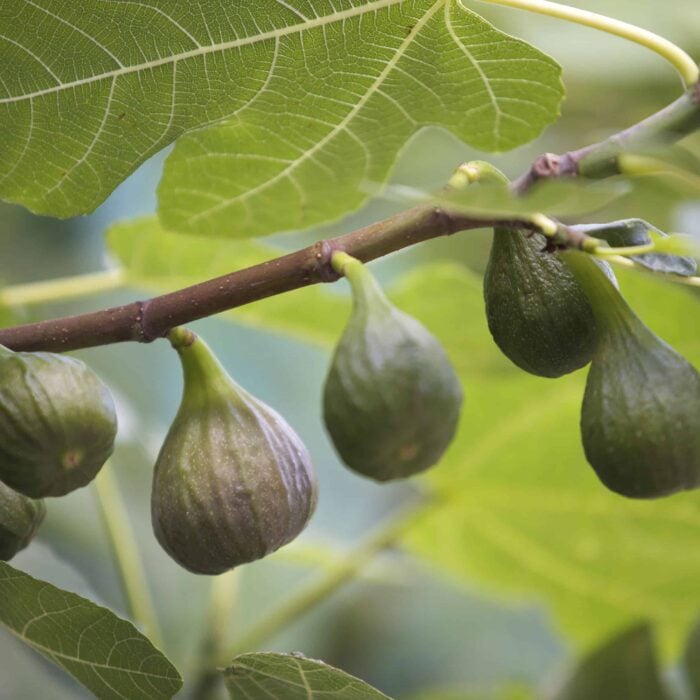 Fig Tree (Chicago Hardy)