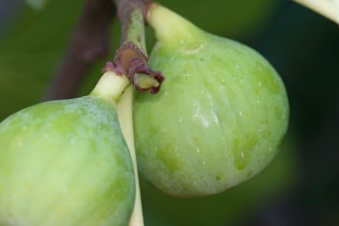 Fig Tree (Conadria)