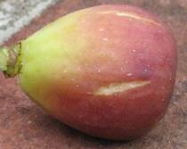 Fig Tree (Dark Syrian)