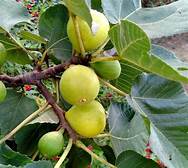 Fig Tree (Dottato)