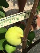 Fig Tree (Dr. Gowaty)