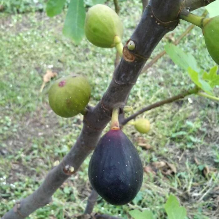 Fig Tree (Dr. Monticello's)