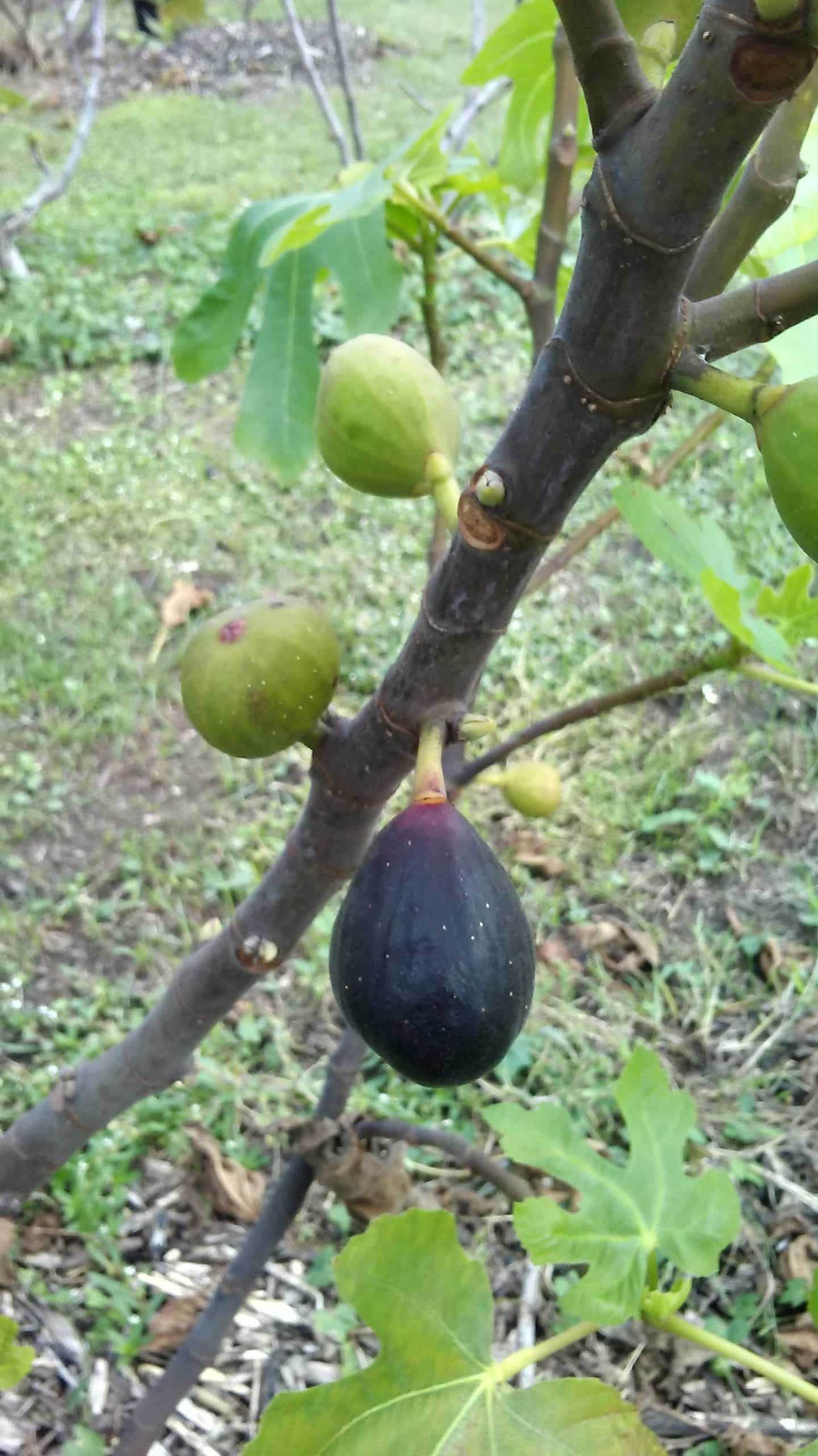 Fig Tree (Dr. Monticello's)