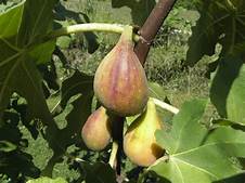 Fig Tree (Easton Purple)