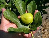 Fig Tree (Galbun)