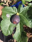 Fig Tree (Galicia Negra)