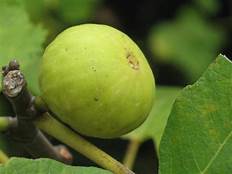 Fig Tree (Garnsey White Seedless)