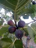 Fig Tree (Gino's Black)