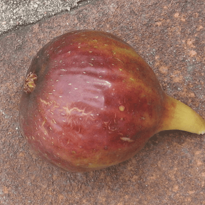 Fig Tree (GM 20)