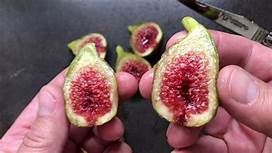 Fig Tree (Grosse Monstrueuse de Lipari)