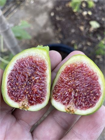Fig Tree (Hadoulis F White)