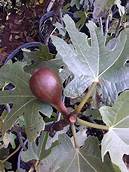 Fig Tree (Hardy Hartford)