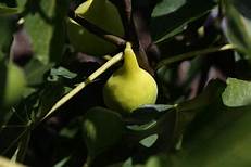 Fig Tree (Latarolla)
