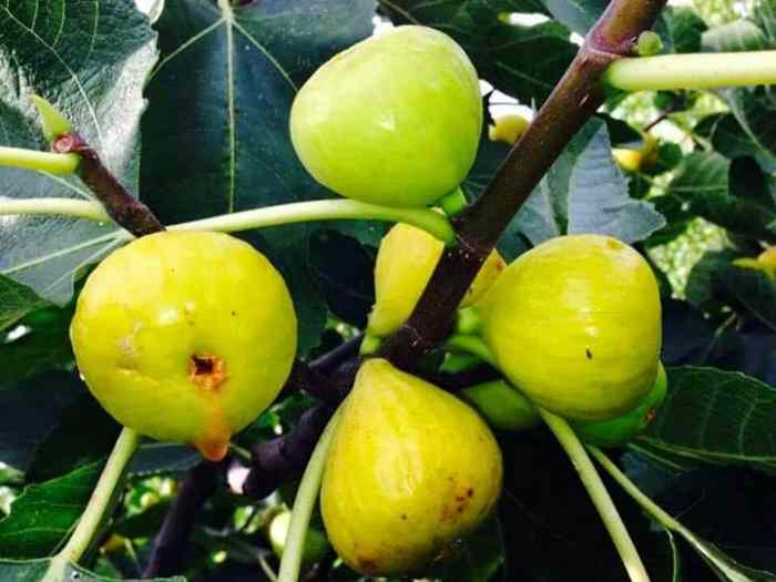 Fig Tree (White Marseilles)