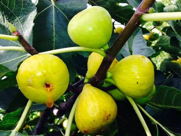 Fig Tree (Lattarulla Italian Honey)