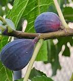 Fig Tree (LSU Purple)