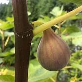 Fig Tree (LSU Tiger)
