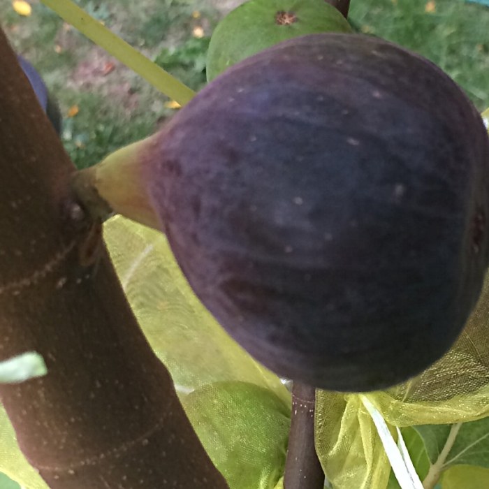 Fig Tree (Maltese Beauty)