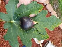 Fig Tree (Maltese Falcon)