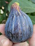 Fig Tree (Maroc Noir)