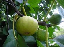 Fig Tree (Mary Lane Seedless)