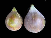 Fig Tree (Maryland Berry)