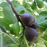Fig Tree (Noire de Caromb)