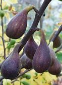 Fig Tree (Nordland)