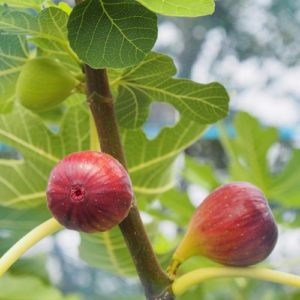 Fig Tree (O'Rourke)
