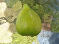 Fig Tree (Panevino White)