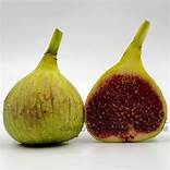 Fig Tree (Paradiso Bronze)