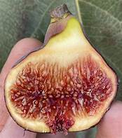 Fig Tree (Pasquale)