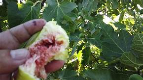 Fig Tree (Peterson Prolific)