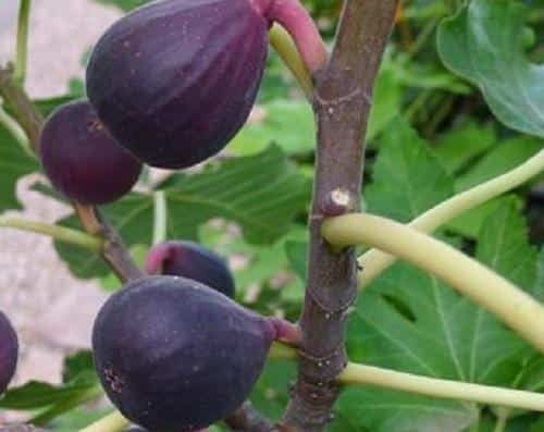 Fig Tree (Petite Negra)