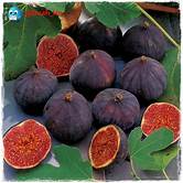 Fig Tree (Red Sicilian)