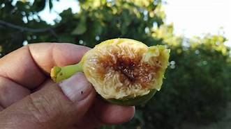 Fig Tree (Salem Honey)