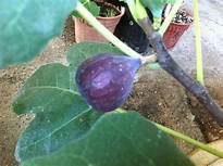 Fig Tree (Sal's Gene)