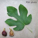 Fig Tree (Santa Cruz Dark)