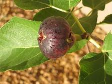 Fig Tree (Sicilian Black Italian GM)