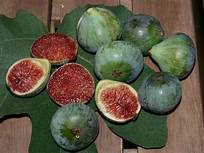 Fig Tree (Strawberry Verte)