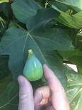 Fig Tree (Sucrette)