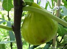 Fig Tree (Tena)