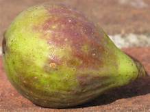 Fig Tree (Texas BA 1)