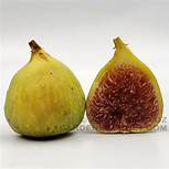 Fig Tree (Tres Num Prato)