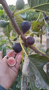 Fig Tree (Valle Negra)