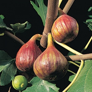Fig Tree (Vern's Brown Turkey)